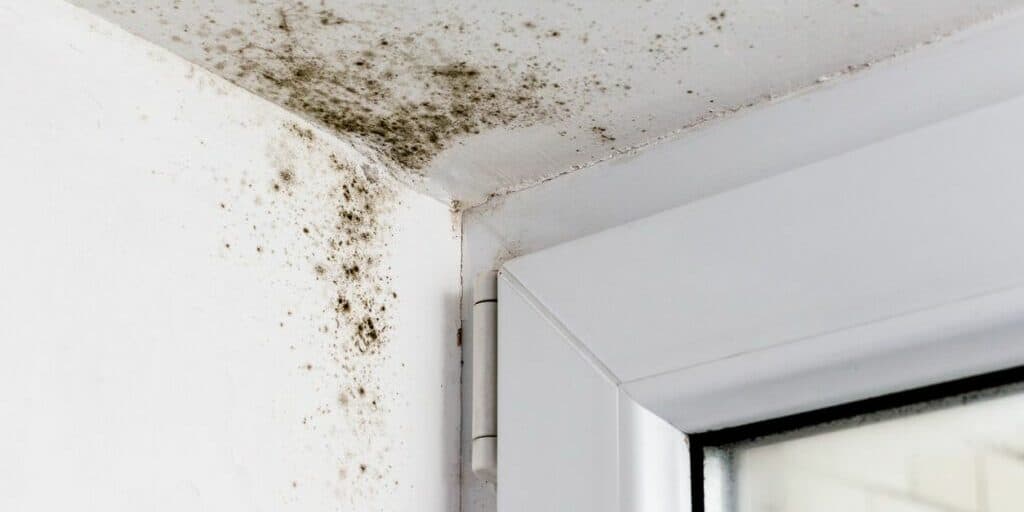 Mold Detection