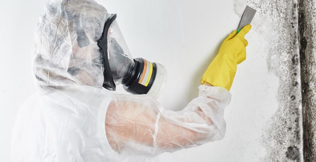 Mold Remediation