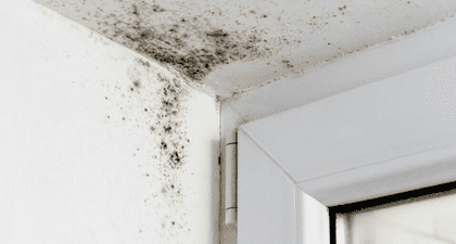 Mold Detection