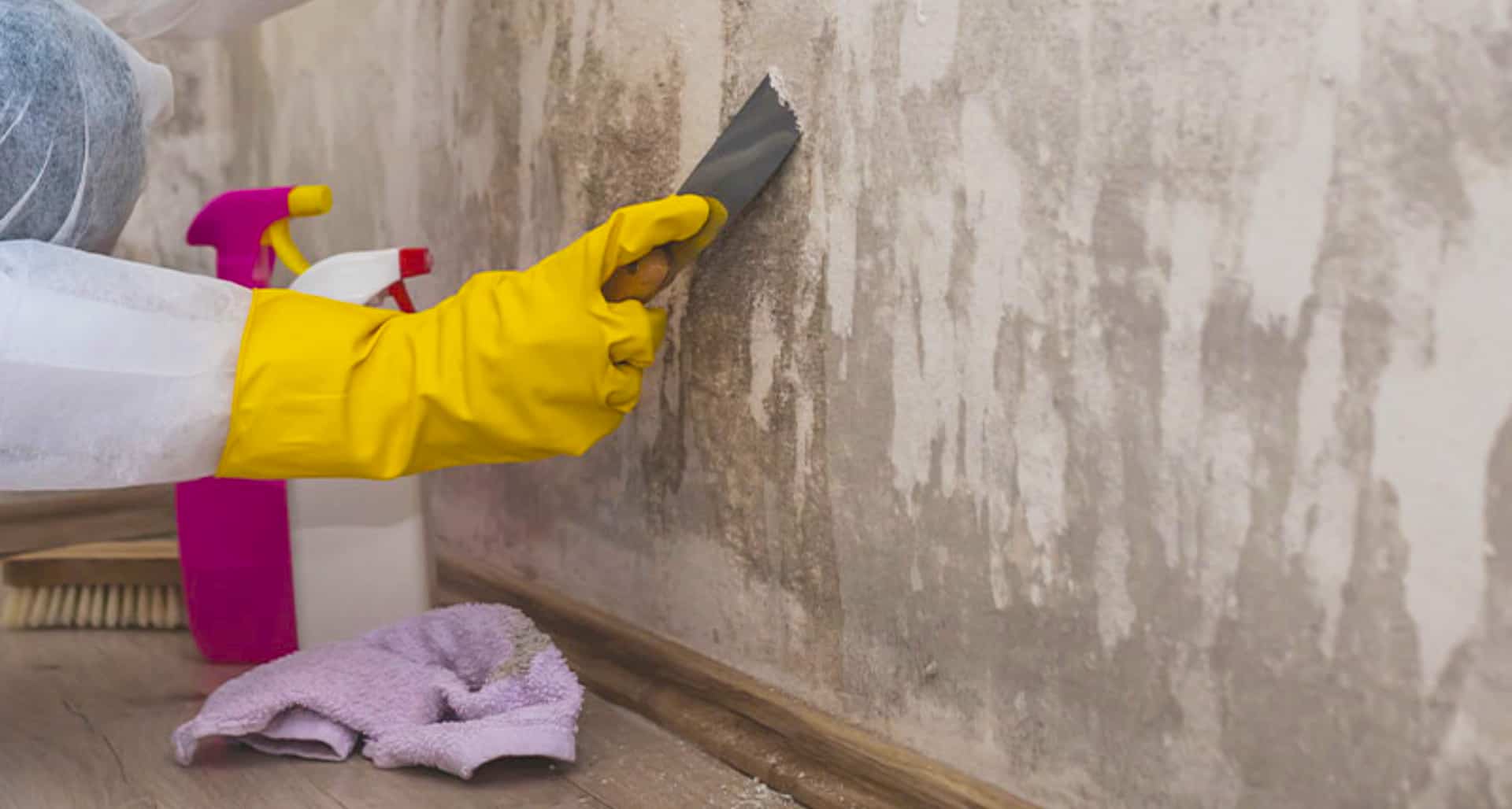 Mold Damage Restoration Services